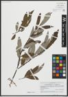 Foto von Salix appendiculata Vill. x Salix eleagnos Scop.